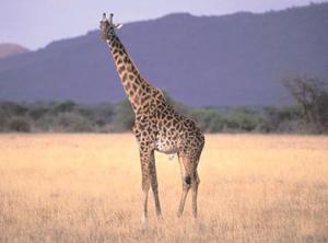 Tanzania Wildlife Safari | Go Discover Abroad
